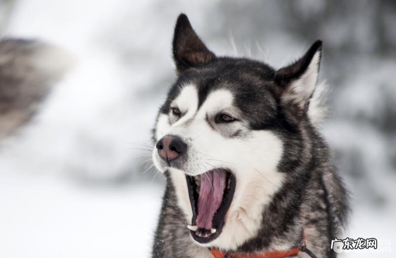 哈士奇拆家该怎么办 哈士奇拆家怎么训练