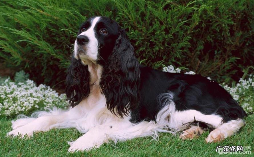 史宾格犬应当怎样对其训炼？