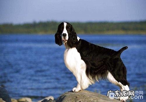 史宾格犬应当怎样对其训炼？