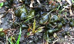 农村下雨后的念珠藻你有捡过吗你们那里叫什么