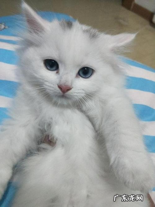 描述蓝眼睛的句子 【抖音文案】蓝眼睛的描述