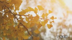 【抖音文案】借银杏抒情的句子