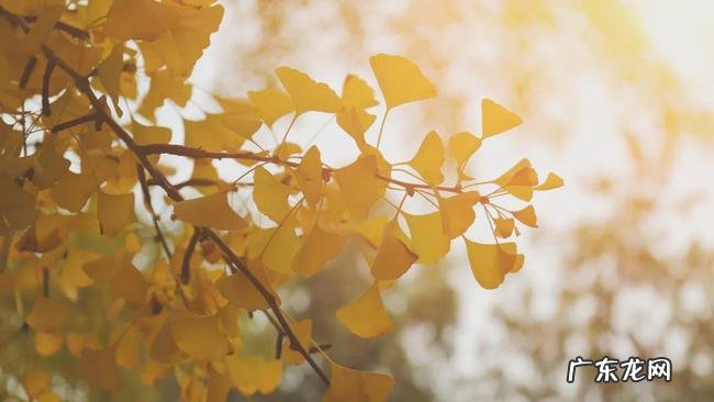 【抖音文案】借银杏抒情的句子