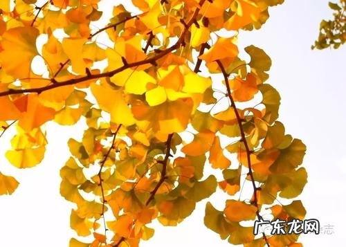 【抖音文案】借银杏抒情的句子