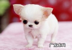 怎样对茶杯犬开展社会性训炼？