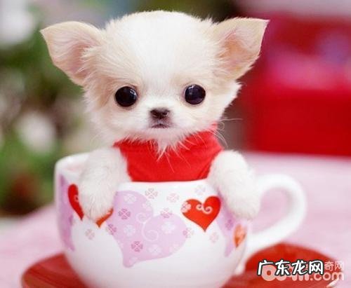 怎样对茶杯犬开展社会性训炼?