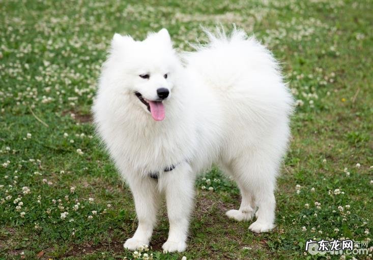 萨摩耶怎样训炼，萨摩训炼的关键点