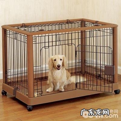 对小狗开展狗笼训炼的益处都有哪些?