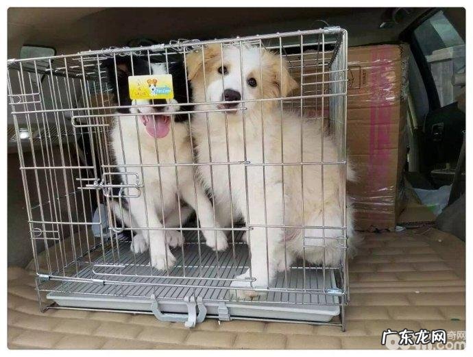 对小狗开展狗笼训炼的益处都有哪些?