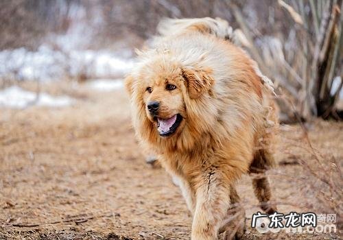 藏熬黏人怎样训炼 藏熬训炼体会心得