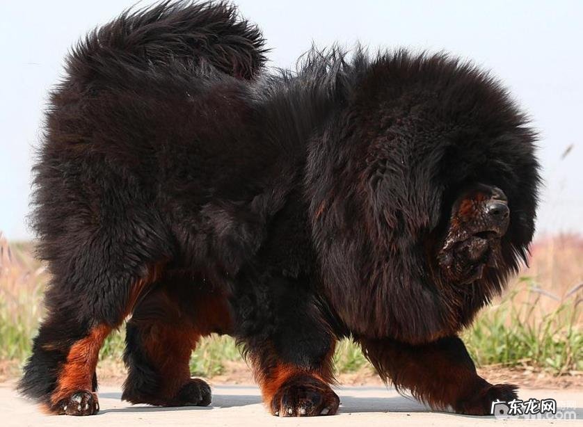 藏熬黏人怎样训炼 藏熬训炼体会心得