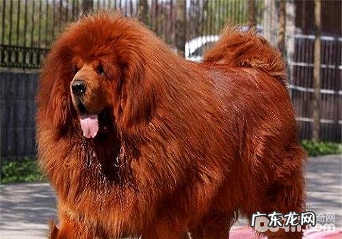 藏熬黏人怎样训炼 藏熬训炼体会心得