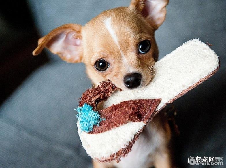 怎样训练小狗指定上厕所 小狗指定上厕所训炼的常见问题