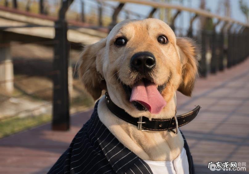 怎样训练小狗指定上厕所 小狗指定上厕所训炼的常见问题