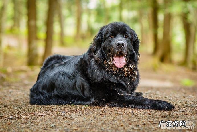 纽芬兰犬训炼方法,训炼纽芬兰犬指定上厕所的方式