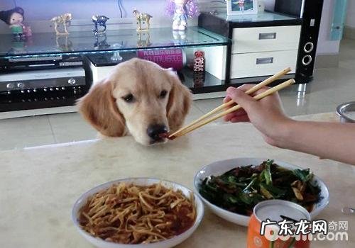 小狗拒食训炼的方式都有哪些?