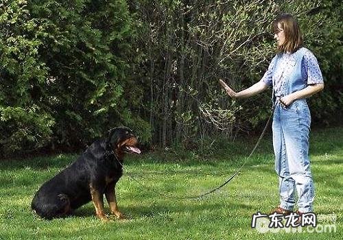 有什么游戏道具是训练小狗时要采用的?