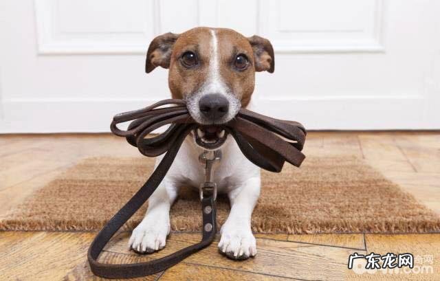 有什么游戏道具是训练小狗时要采用的?