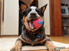 有什么游戏道具是训练小狗时要采用的？