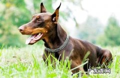 哪样狗打架强大？