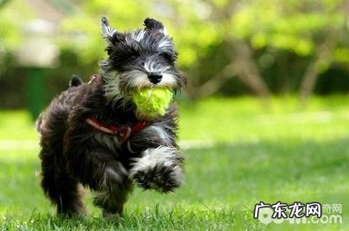 雪纳瑞乱丢垃圾该怎么办？训炼雪纳瑞尿尿