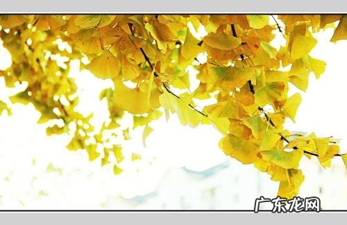 关于银杏树落叶的唯美句子 【抖音文案】描写银杏树落叶的句子