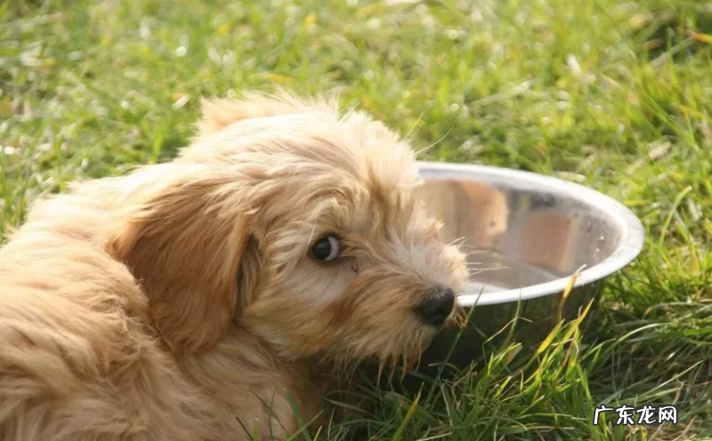 狗只饮用水不进餐原因