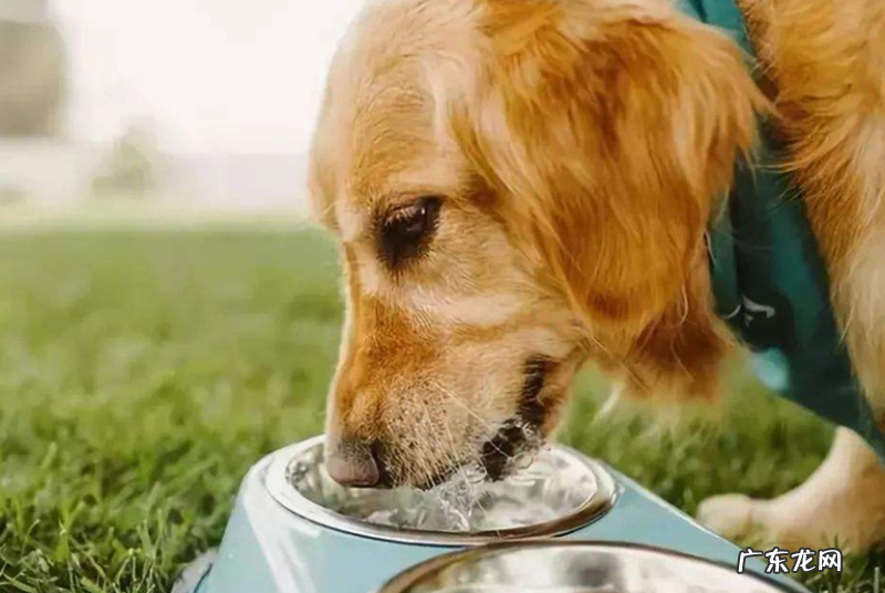 狗只饮用水不进餐原因