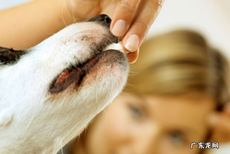 狗只饮用水不进餐原因
