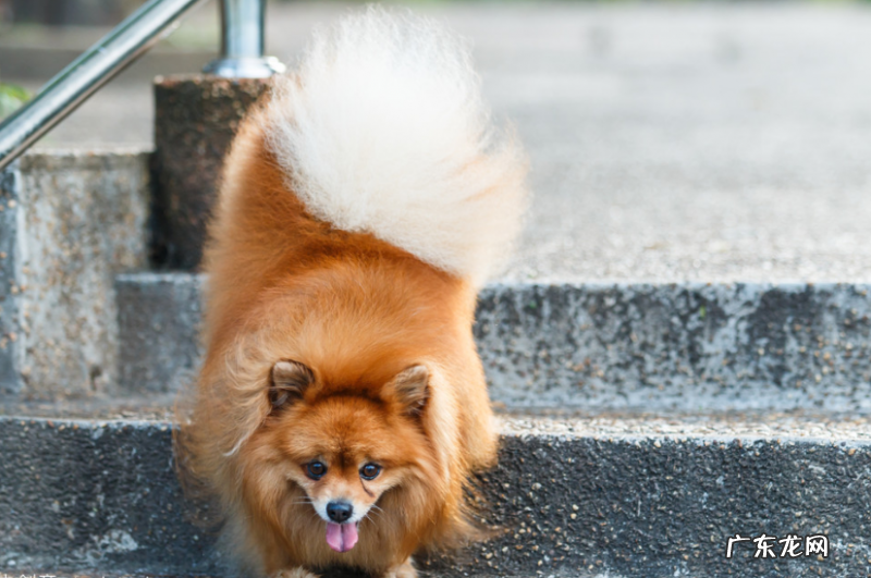 博美犬后面有点瘸是什么原因