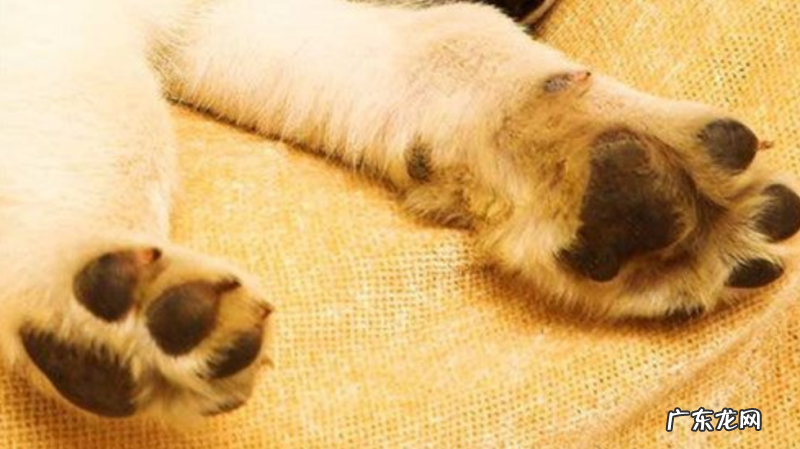 博美犬后面有点瘸是什么原因