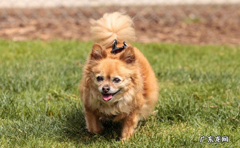 博美犬后面有点瘸是什么原因