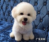 比熊突然唾沫变多了