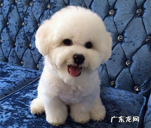 比熊突然唾沫变多了