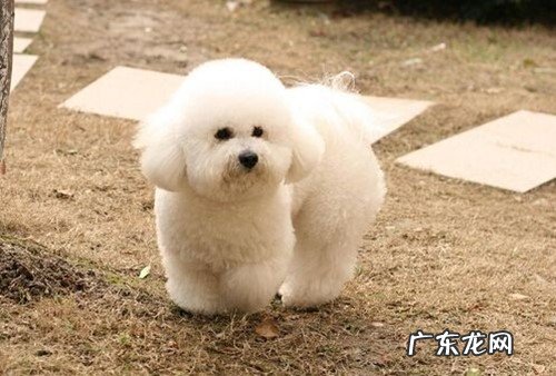 比熊突然唾沫变多了