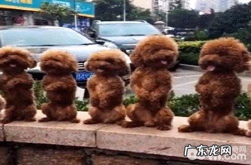 小泰迪怎么会站着行走?泰迪犬站着行走的伤害有什么?