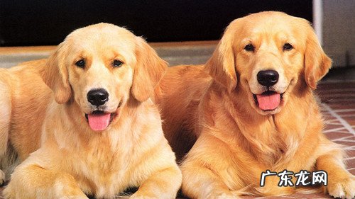 狗嘴巴很臭,应该怎么办?狗漱口后嘴巴反而臭了