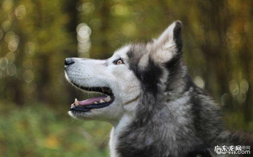 哈士奇智商等同于多少岁的人们？金毛怎样训炼？