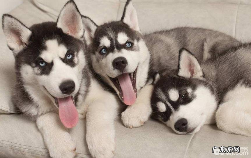 哈士奇智商等同于多少岁的人们？金毛怎样训炼？