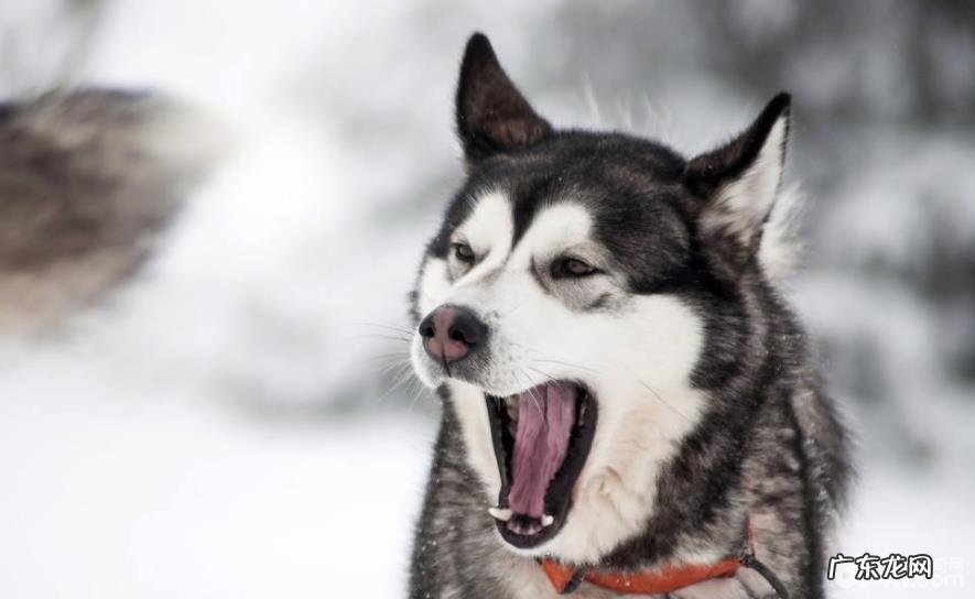 哈士奇智商等同于多少岁的人们？金毛怎样训炼？