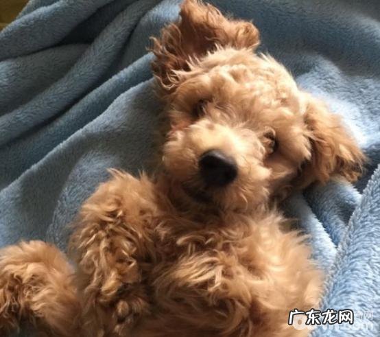 怎样在一周内训炼会小狗指定上厕所？