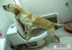 怎样在一周内训炼会小狗指定上厕所？