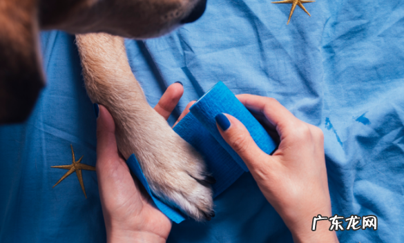 两岁的萨摩耶前左脚突然瘸了