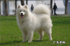 两岁的萨摩耶前左脚突然瘸了