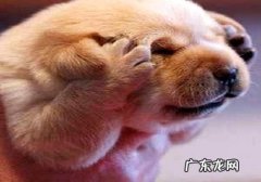 小狗狗训炼什么球最好是？球的种类有什么？