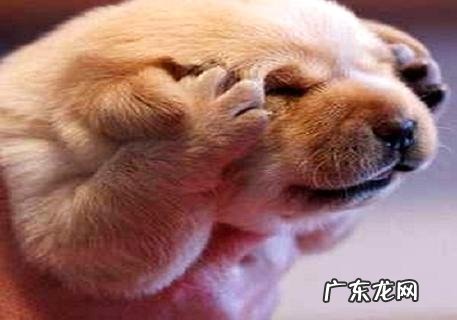 小狗狗训炼什么球最好是？球的种类有什么？