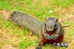 怎么训练荷兰鼠不乱咬？