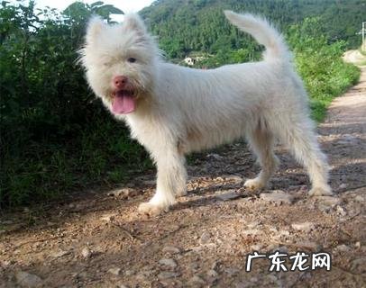 下司犬捕猎怎么训练?这两项专业技能务必把握!