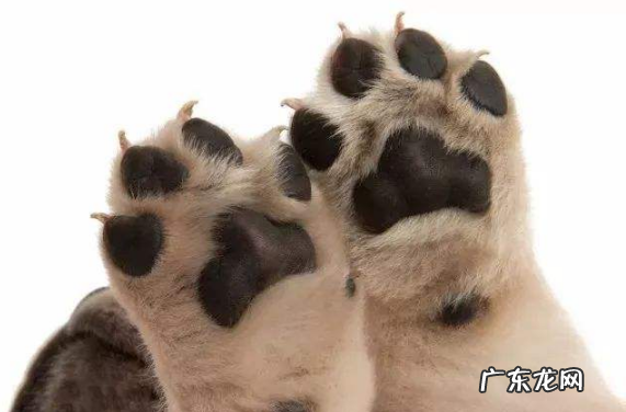 小狗前腿一只轻微瘸腿