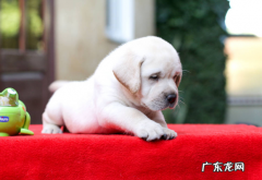 小狗前腿一只轻微瘸腿